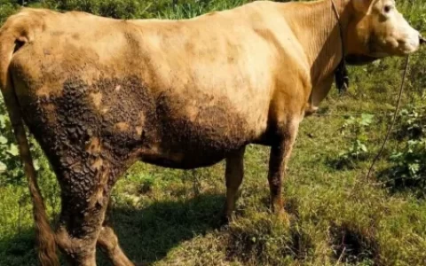 在农村养殖什么最稳，成本低又能赚钱？(农村养殖什么效益高好)