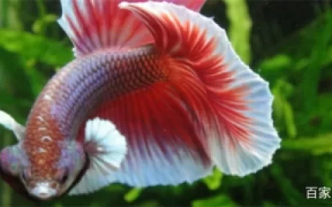 斗鱼失鳔如何缓过来？斗鱼失鳔原因(中国斗鱼失鳔怎么办)