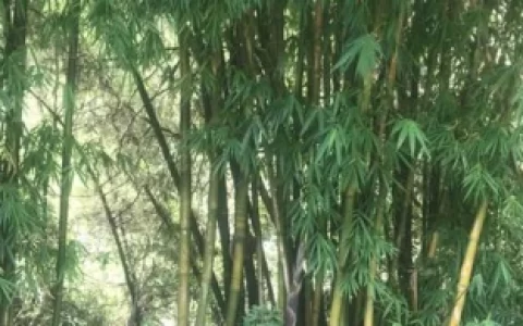 竹子的种类有哪些？(竹子的种类有哪些竹子的身高有哪些)