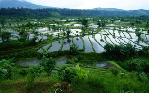 蚂蟥最怕什么？雌雄同体的蚂蟥，在自然界中有天敌吗？(蚂蟥用什么农药)