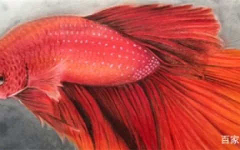 斗鱼烂尾以后一般能活多久？斗鱼为什么会烂尾(斗鱼烂尾巴怎么办)