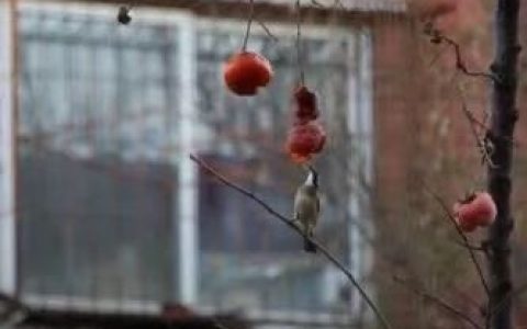 北京师范大学校园里的鸟兽|黄开发(北京师范大学校园老照片)