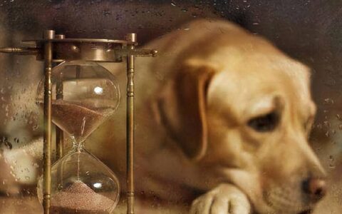 狗狗临死前离家出走，是因为这几个原因