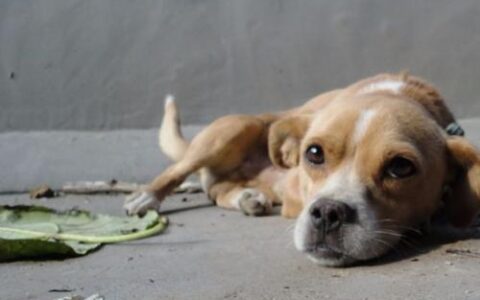 狗狗临死前会有哪些征兆？-狗狗临死前的六个特殊征兆