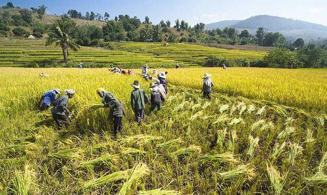 老祖宗说的“男人无毛贵如金，女人有毛混半街”是什么意思？