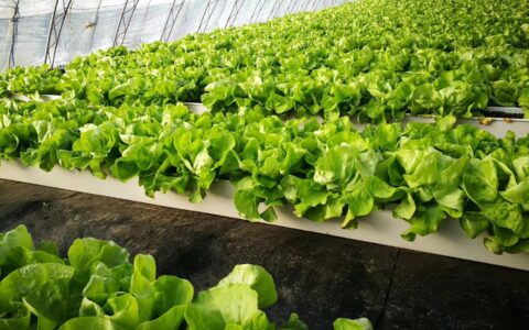 科环生菜水培管无土种植方法(生菜的水培技术及生产管理应用)