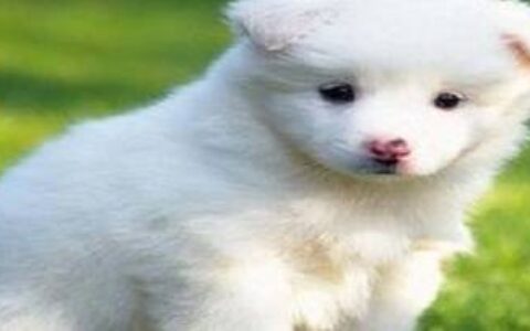 狗狗临死前放不下主人的表现-狗狗临死之前为什么要躲起来