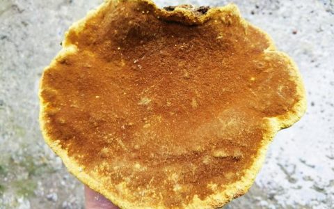 2022年桑黄的价格多少钱一斤（市场价桑黄多少钱一斤）