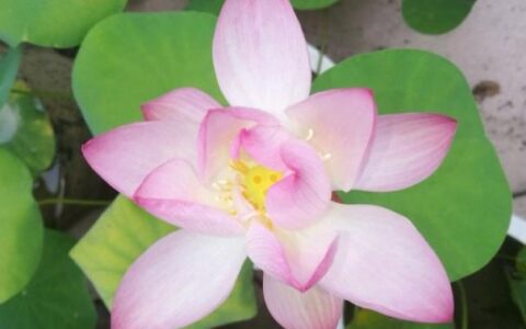 碗莲种植全过程，只要1个碗，开花惊艳无比！(碗莲的种植方法新手必看)