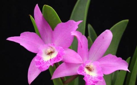 财运旺、事业旺的三生肖七月下旬开始