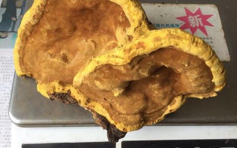 桑黄的价格多少钱一斤半山农 正宗西藏桑黄 桑黄块250g 桑黄菌 桑黄灵芝整枝桑黄茶手工切块送礼长辈京东月销量100好评率95%火热秒杀无理由退换京东配送半山农 正宗西藏桑黄 桑黄块250g 桑黄菌 桑黄灵芝整枝桑黄茶手工切块送礼长辈¥245（桑黄到底多少钱一斤）