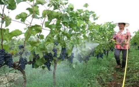 叶面肥不能随便用！以下“五个建议”，“三个禁止”要记牢-叶面肥是干嘛的