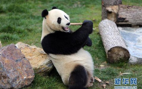 是熊不是猫！游客私自翻园逗大熊猫，软萌国宝发起怒来有多可怕？-熊猫翻滚图片