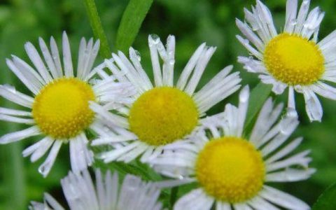 蚊子最讨厌的3种花，放在门窗旁边，以防蚊子跑进去