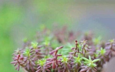 多肉进入生长季最简单的判断方法