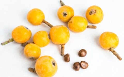 老婆教你自制枇杷膏(老婆教你自制枇杷膏怎么做)