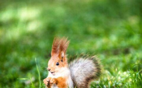 部编版五年级上册语文第17课《松鼠》教学设计