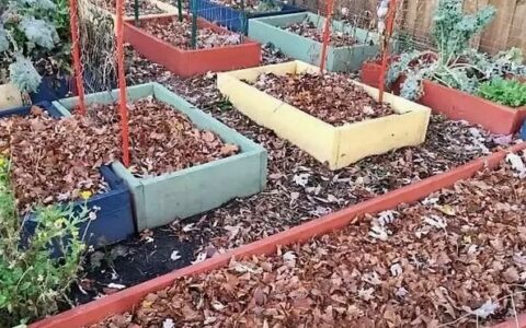 在土壤里使用覆盖物的几个好处，但南方的朋友不能随便用-土壤覆盖在地球的表面它是动物植物和人类生活的什么