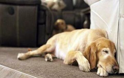 兽医：狗狗临终前的5大“征兆”，劝你多陪陪它吧！【馋不腻羊奶酪】含有钙质蛋白质，美毛护肤淘宝月销量400旗舰店【馋不腻羊奶酪】含有钙质蛋白质，美毛护肤¥29.9【馋不腻无谷狗粮】营养丰富，促进发育淘宝月销量800旗舰店【馋不腻无谷狗粮】营养丰富，促进发育¥99-狗狗头七如何证明回来过