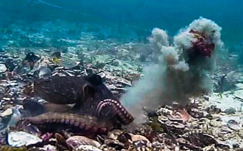 抵御“性骚扰”？雌性章鱼通过“扔”东西反击雄性章鱼的“骚扰”（章鱼攻击人类方式）