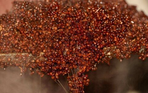 重庆高粱酒的制作方法和特点(重庆高粱酒40度价格表)