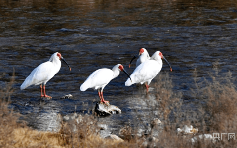 【春日里的中国】国家一级保护动物朱鹮现身甘肃陇南（朱鹮在哪个自然保护区）
