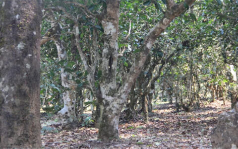 勐库茶区的几个知名茶山及普洱茶特点简介(勐库茶区介绍)