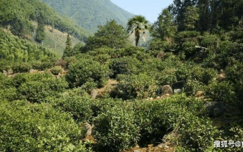 2022年度影响力茶品牌 骏眉梁——因金骏眉而生的茶叶品牌（骏德的金骏眉）