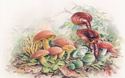 读书 | 21个烟火故事，近60幅名家博物画，《菌中毒》： 余华读后想在5月“去有风的地方”(烟火故事原型)