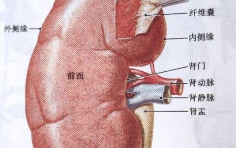 你知道人体最大的排泄器官是什么？