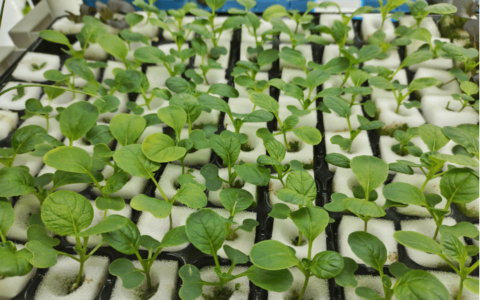 怎么育蔬菜苗？学会这个水培方法，种植不缺苗！(水蔬菜种植)