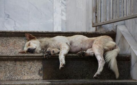 狗狗临终前会有多种征兆？好好珍惜最后的时光！-狗狗临终前会有多种征兆?好好珍惜最后的时光吗