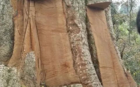 “古楠木王”被盗、500年樟木遭砍…此类案件频发怎么破？-楠木古床