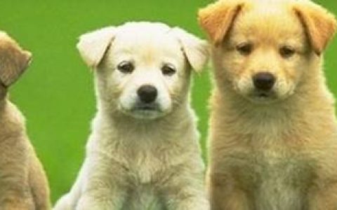 怎样判断狗狗例假结束？其实方法很简单