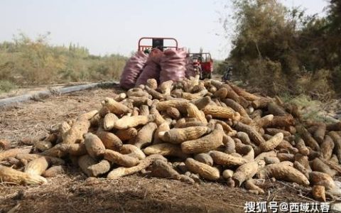 肉苁蓉的价格，肉苁蓉一斤多少钱？（肉苁蓉的处理方法）