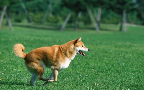 陪伴老人很长时间的狗狗去世了-陪伴我十几年的狗狗走了