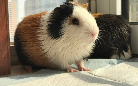 宠物“荷兰猪”其实是什么动物？是豚鼠还是小香猪？蚂蚁庄园今日答案