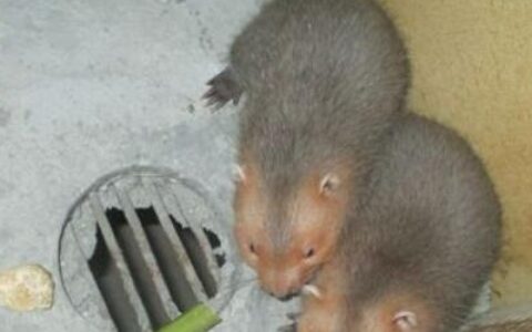 原创
竹鼠市场价格多少钱一斤？养30对大约赚多少钱？（竹鼠论坛）