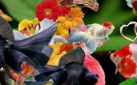 观赏鱼的种类图片和名字