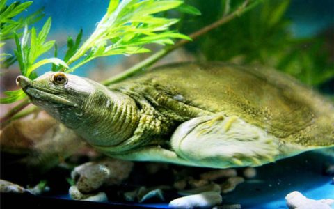 甲鱼多少钱一斤-甲鱼全新价格[优质货源]（目前甲鱼多少钱一斤）