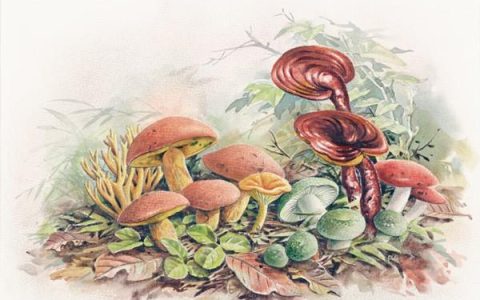 读书｜21个烟火故事，近60幅名家博物画，《菌中毒》：余华读后想在5月“去有风的地方”(烟火的资料)