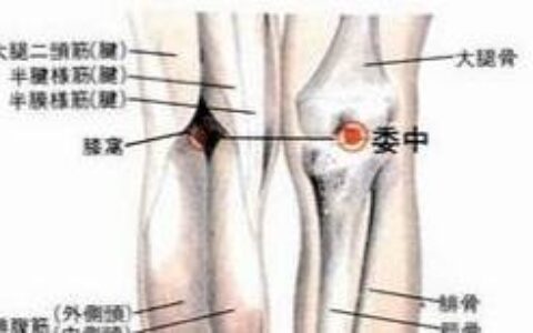 委中穴的位置和医疗保健作用