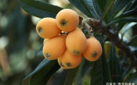 入夏“第一果”枇杷，3种经典做法，能止咳润肺，大人小孩都受益(枇杷怎么吃才能治咳嗽)