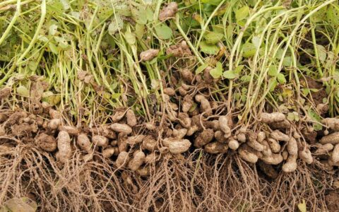 花生种植最佳行距株距是多少？花生种植深度多少厘米？快来学习吧-花生种植的株行距