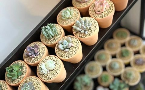 为什么多肉可以受到这么多人的喜爱，下面我带大家了解一下-多肉为什么这么受欢迎