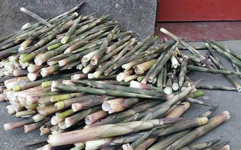 立夏节气，农村6种野味别错过，采摘正当时，有的100多元一斤-农村有哪些野味