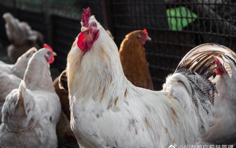 “家有四声叫，灾祸定来到”，是指哪四声叫？古人经验之谈-家庭灾祸不断为什么