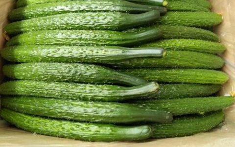 黄瓜加蜂蜜加温开水能减肥吗?蜂蜜水可以和黄瓜一起吃吗?-黄瓜和蜂蜜水能一起吃吗