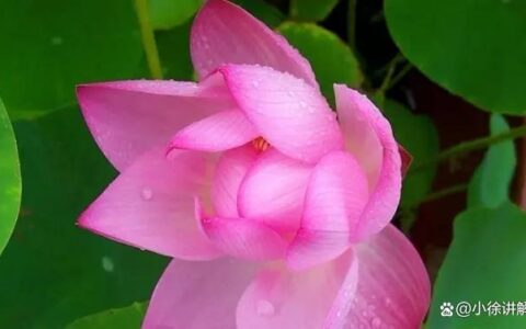 手把手教你在家栽培碗莲，学会了在家就能欣赏荷塘月色(栽种碗莲视频)