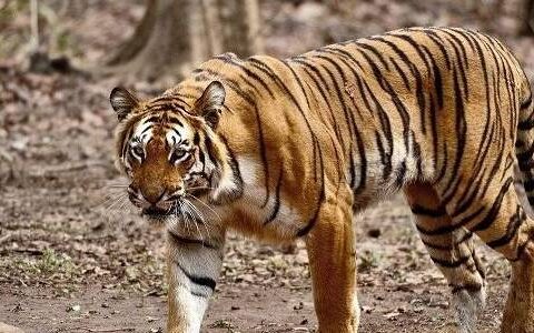 什么动物的天敌是老虎，老虎的对头是什么动物